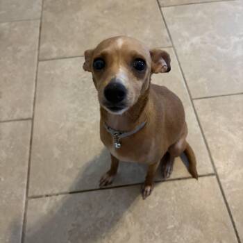 Aprila -  Chihuahua Dog for Adoption in Walker, Louisiana - Aprila | PetCurious