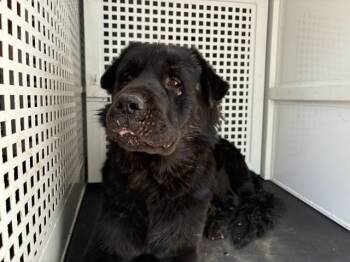 MONSTER -  Cane Corso and Chow Chow Dog for Adoption in Riverside, California - MONSTER | PetCurious