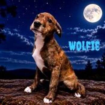 Wolfie -  Mixed Breed Dog for Adoption in Joliet, Illinois - Wolfie | PetCurious