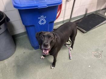 Mixed Breed Dogs Available for Adoption in Santa Fe, New Mexico - DELILAH | PetCurious