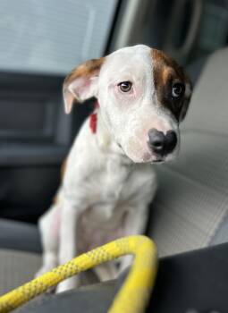 Jamboree -  Mixed Breed Dog for Adoption in Manchester, Tennessee - Jamboree | PetCurious