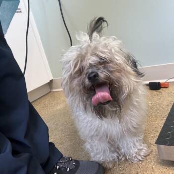 Louie -  Mixed Breed Dog for Adoption in Skokie, Illinois - Louie | PetCurious