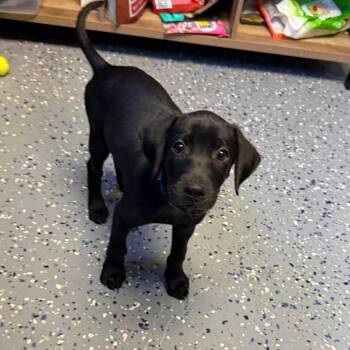 Sushi -  Hound and Labrador Retriever Dog for Adoption in Tuscaloosa, Alabama - Sushi | PetCurious