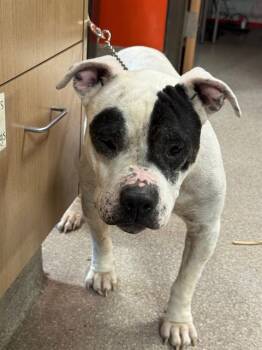 Rescue American Bulldog and Mixed Breed Dogs for Adoption in Louisville, Kentucky - FIRST SHIFT ROLL CALL | PetCurious
