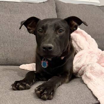 Mixed Breed Dogs Available for Adoption - Five Points | PetCurious