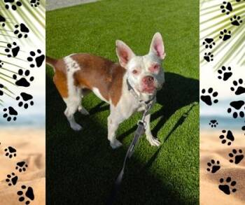 Riza -  Boston Terrier and Mixed Breed Dog for Adoption in Fresno, California - Riza | PetCurious