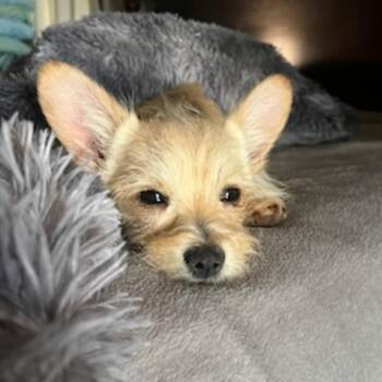 Yorkshire Terrier Dogs Available for Adoption - TJ | PetCurious