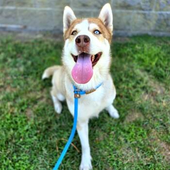 Rescue Siberian Husky Dogs for Adoption in Long Beach, California - BRINDABELLA | PetCurious