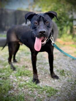 Magnum -  Pit Bull Terrier Dog for Adoption in Royalton, Illinois - Magnum | PetCurious