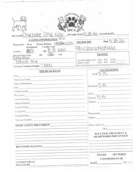 Chocolate Chip -  Terrier Dog for Adoption in Springfield, Ohio - Chocolate Chip | PetCurious
