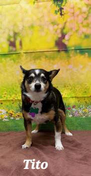 Chihuahua Dogs Available for Adoption in Urbana, Ohio - Tito | PetCurious