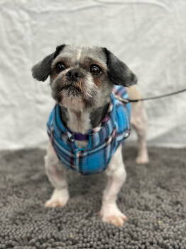 Rescue Shih Tzu Dogs for Adoption in Palo Alto, California - Onesie | PetCurious
