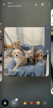 Woody -  Wheaten Terrier Dog for Adoption in Plymouth, Michigan - Woody | PetCurious