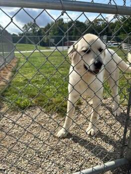 Haas -  Great Pyrenees Dog for Adoption in Georgetown, Ohio - Haas | PetCurious