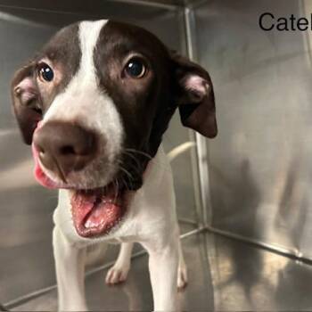 Catelyn -  Mixed Breed Dog for Adoption in Knoxville, Tennessee - Catelyn | PetCurious
