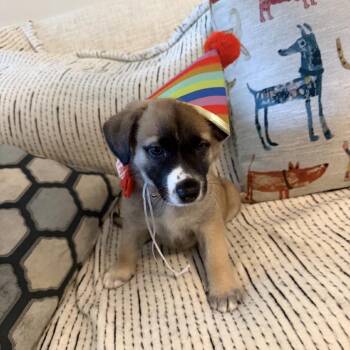 Tootles -  Mixed Breed Dog for Adoption in Huntsville, Alabama - Tootles | PetCurious