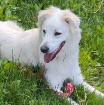 Riley -  Terrier Dog for Adoption in Bloomfield, Connecticut - Riley | PetCurious