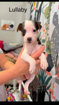 Lullaby -  Jack Russell Terrier Dog for Adoption in Semmes, Alabama - Lullaby | PetCurious