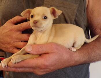 CHERUB -  Chihuahua Dog for Adoption in Corona, California - CHERUB | PetCurious