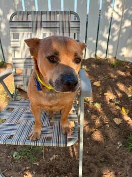 Weston -  Cardigan Welsh Corgi and Mixed Breed Dog for Adoption in Severance, Colorado - Weston | PetCurious