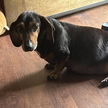 Daisy -  Miniature Dachshund Dog for Adoption in Dayton, Ohio - Daisy | PetCurious
