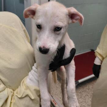 DIVA 7652 -  Husky and Mixed Breed Dog for Adoption in Loxahatchee Groves, Florida - DIVA 7652 | PetCurious
