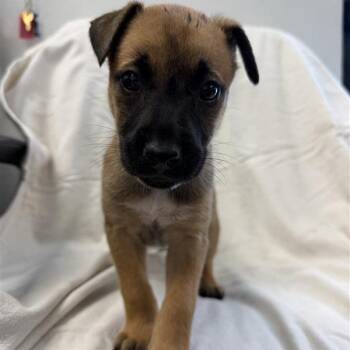 Branch -  Shepherd and Mixed Breed Dog for Adoption in Hawthorne, California - Branch | PetCurious