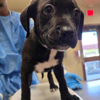 Glacier -  Labrador Retriever and Mixed Breed Dog for Adoption in San Antonio, Texas - Glacier | PetCurious