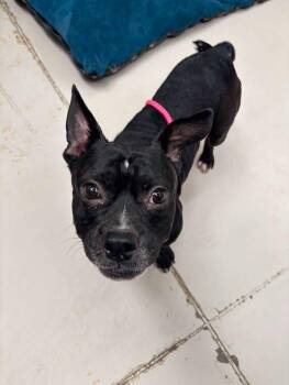 July -  Pit Bull Terrier and Hound Dog for Adoption in Findlay, Ohio - July | PetCurious