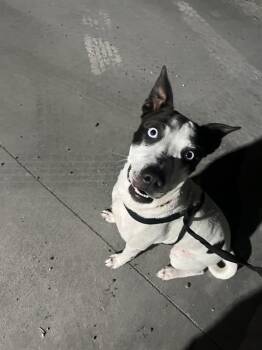 LIZZIE -  Pit Bull Terrier Dog for Adoption in Corpus Christi, Texas - LIZZIE | PetCurious