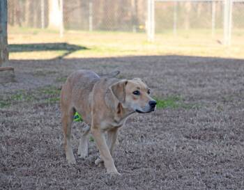 Candy -  Shepherd and Labrador Retriever Dog for Adoption in Savannah, Tennessee - Candy | PetCurious