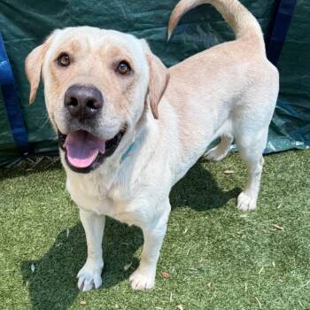Howie -  Yellow Labrador Retriever and Mixed Breed Dog for Adoption in Hopkinton, Massachusetts - Howie | PetCurious