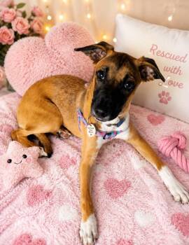 Apple -  Belgian Shepherd Malinois Dog for Adoption - Apple | PetCurious