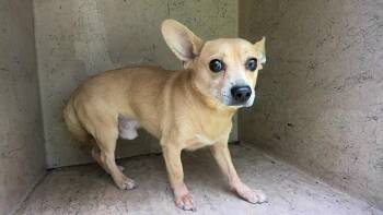 TREVOR -  Chihuahua and Mixed Breed Dog for Adoption - TREVOR | PetCurious