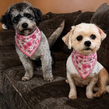 MANDY AND MINDY foster or adopt -  Poodle and Shih Tzu Dog for Adoption in Kaufman, Texas - MANDY AND MINDY Foster Or Adopt | PetCurious
