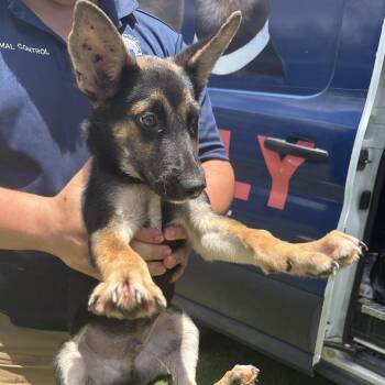 Finn -  German Shepherd Dog Dog for Adoption in Austin, Texas - Finn | PetCurious