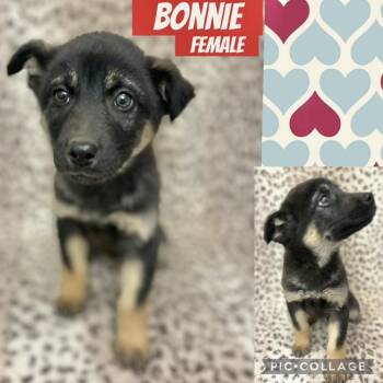 German Shepherd Dog Dogs Available for Adoption - Bonnie | PetCurious
