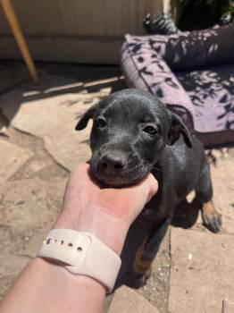 Posh Spice -  Australian Cattle Dog Blue Heeler and German Shepherd Dog Dog for Adoption in Fort Collins, Colorado - Posh Spice | PetCurious