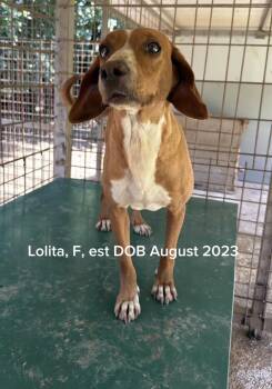 Lolita -  Hound and Mixed Breed Dog for Adoption in Shrewsbury, Massachusetts - Lolita | PetCurious