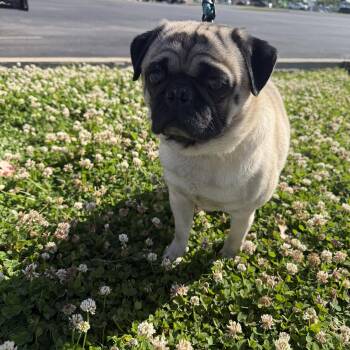 Pug Dogs Available for Adoption in Broken Arrow, Oklahoma - Tug | PetCurious