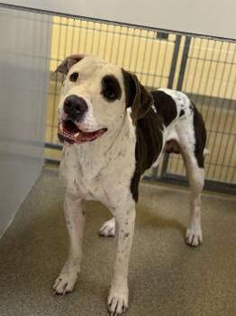 ELECTRIC UNCLE SAM -  Pit Bull Terrier Dog for Adoption in West Valley City, Utah - ELECTRIC UNCLE SAM | PetCurious