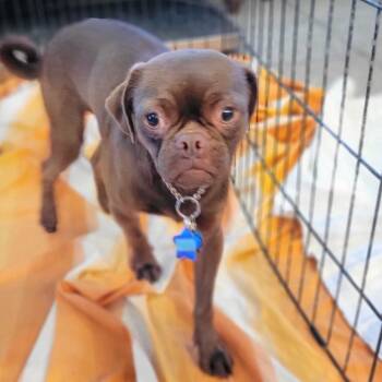 Rescue Pug Dogs for Adoption in San Francisco, California - Mugsy | PetCurious