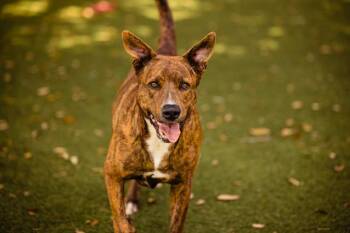 SUNSHINE -  Pit Bull Terrier and Mixed Breed Dog for Adoption in Orlando, Florida - SUNSHINE | PetCurious
