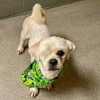 Terrier Dogs Available for Adoption - Ruffalo | PetCurious