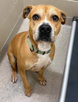 Melvin -  Pit Bull Terrier Dog for Adoption in Youngstown, Ohio - Melvin | PetCurious