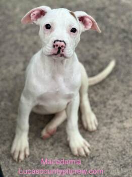 Macadamia -  Pit Bull Terrier and American Staffordshire Terrier Dog for Adoption in Toledo, Ohio - Macadamia | PetCurious