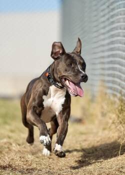 Rescue Mixed Breed Dogs for Adoption in Davenport, Iowa - Brownie | PetCurious