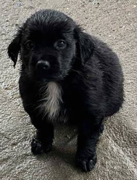 Rescue Labrador Retriever and Mixed Breed Dogs for Adoption in Rockford, Illinois - Raven (pre-adoption) | PetCurious