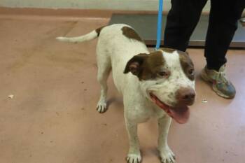 DUCKY -  Mixed Breed Dog for Adoption in Columbia, South Carolina - DUCKY | PetCurious
