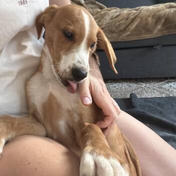 Dewey -  Mixed Breed Dog for Adoption in Rockville, Maryland - Dewey | PetCurious